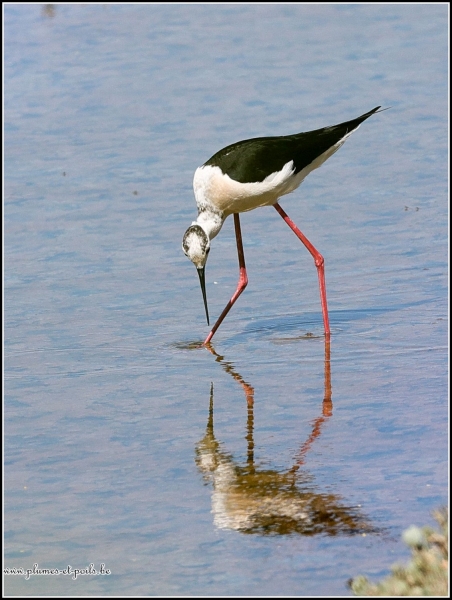 Echasse blanche